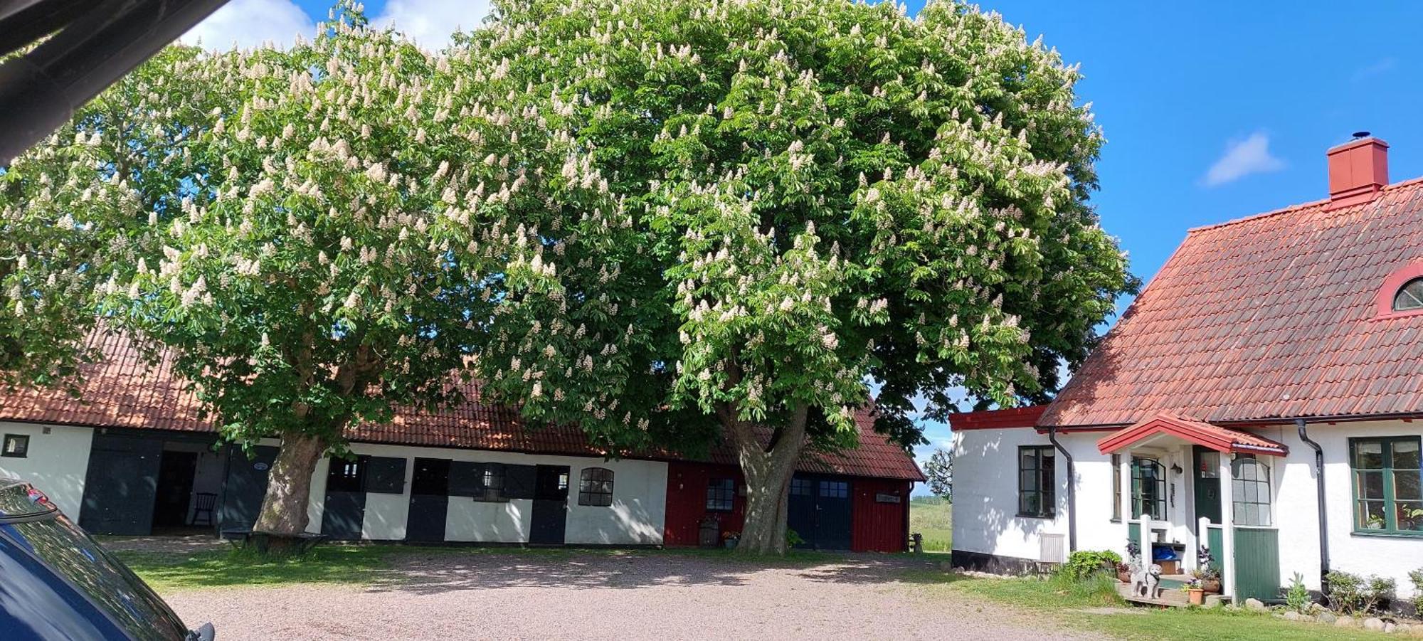 Lantligt Och Lugnt Boende Naera Natur Och Stad Svedala Buitenkant foto