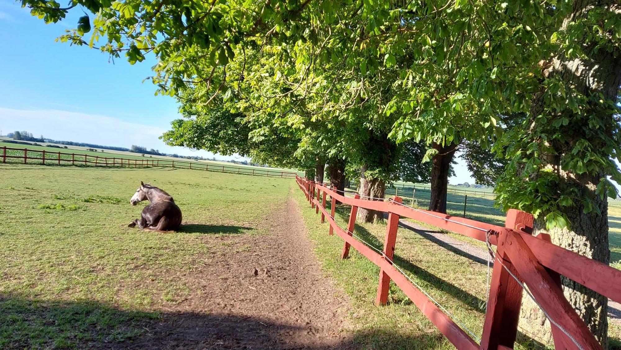 Lantligt Och Lugnt Boende Naera Natur Och Stad Svedala Buitenkant foto